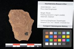Foto (Objekt + Etikett) von Pinus ciliata Ettingshausen (NHMW-GEO-2024-0188-0334)